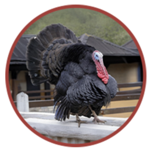Black Turkey