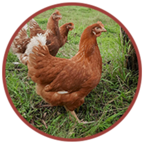 Brown Chicken (Old Hen)