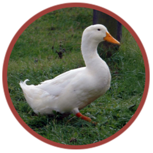 Duck