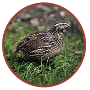 Quail