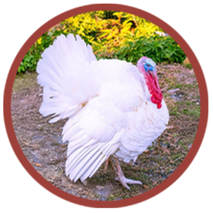 White Turkey