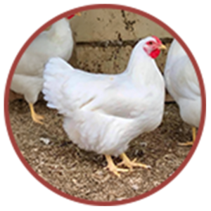 White chicken
